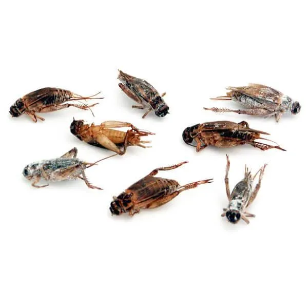 Crickets Snack Packs - 3 Flavor: 24-Piece Box - Image 2