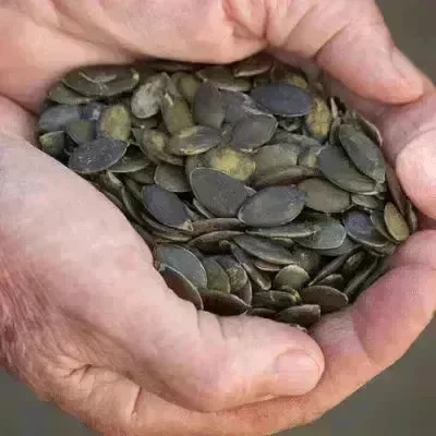 Lark Ellen Farm Sprouted Styrian Pumpkin Seeds. Organic - Image 7