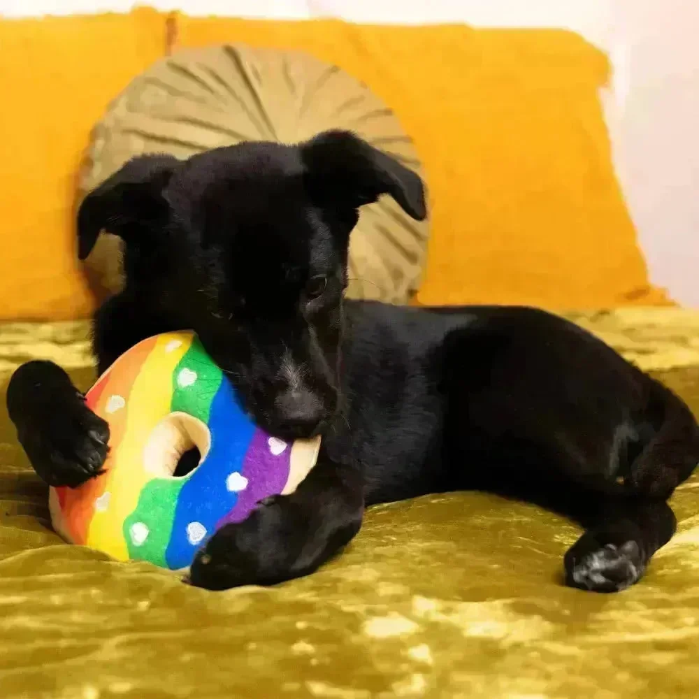 Lulubelle's Power Pride Donut - Image 2